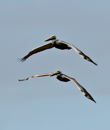 Two Brown Pelicans