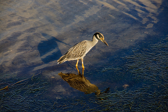 Yellow Crowned Night Heron