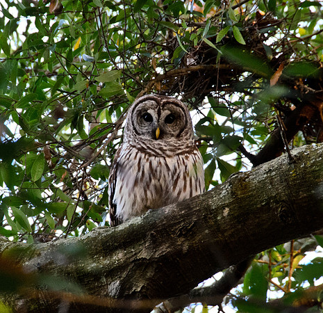 Barred Owl