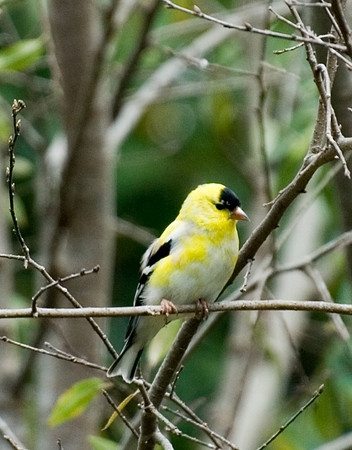 American Goldfinch Molting