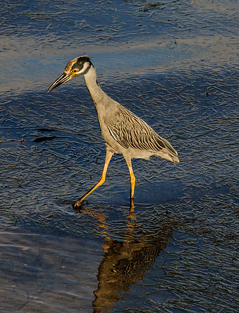 Yellow Crowned Night Heron