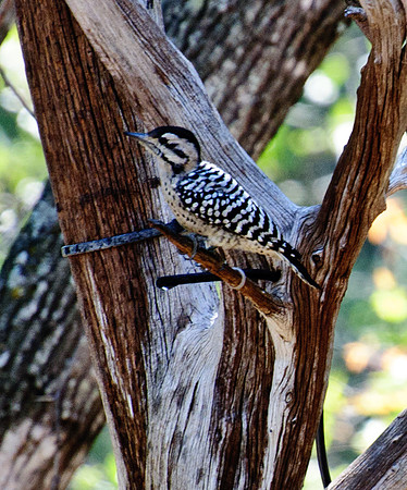 Female Ladderback Woodpecker