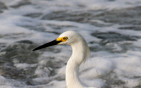 Snowy Egret