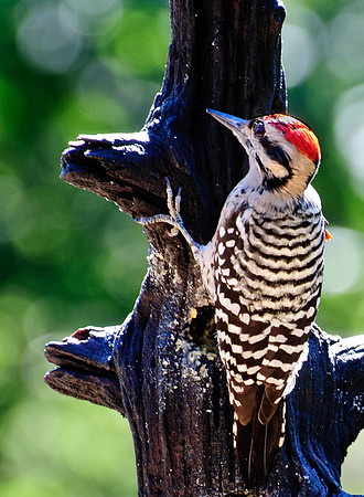 Ladderback Woodpecker