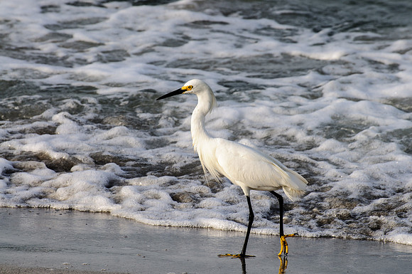 Snowy Egret
