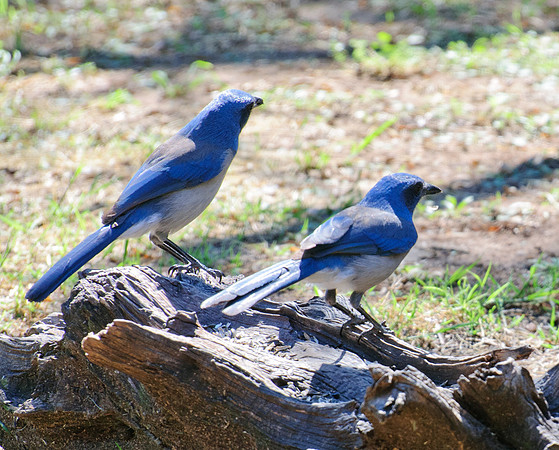 Two Western Jays